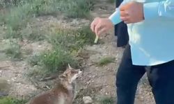 Tilkiyle dostluk kameraya yansıdı
