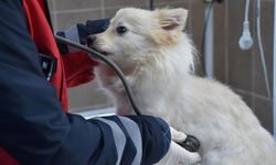 Trabzon'da 750 köpek kapasiteli merkez sahipsiz hayvanlara yuva oldu
