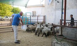 Adanalı besici sıcaktan etkilenen koyunlarını klimalı ahırda serinletiyor