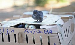 Antalya'da usulsüz taşınan 700 civcive el konuldu
