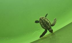 Caretta caretta yavruları mavi sularla buluşmaya başladı