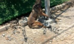 Hatay'da Kan Donduran İddia: Sahipli Köpek Vahşice Öldürüldü