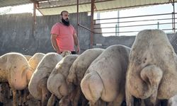 Osmaniye'de sağanakta su basan ahırdan koyunlarını çıkaran besici yaşadıklarını anlattı