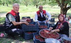 Uluborlu kirazı dalından dünyaya uzanıyor
