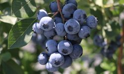 Yalova'da kurulu Alova Farm'da yaban mersini hasadı sürüyor