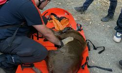 Yalova'da su kuyusunda mahsur kalan köpek kurtarıldı