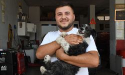 Adana'da boğazına cisim kaçan köpek esnafın müdahalesiyle kurtarıldı