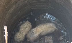 Antakya’da Kuyuya Düşen İki Koyun İçin Kurtarma Seferberliği