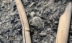 Antalya'da denize ulaşmaya çalışan caretta caretta yavrusu kumsalda yakılan ateşte öldü