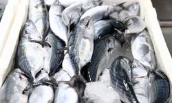 Giresun'da palamut sezonu bereketli başladı