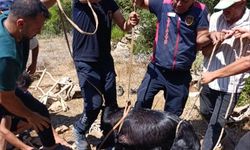 Hatay'da su kuyusuna düşen keçiyi itfaiye kurtardı
