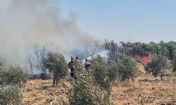 Hatay'da zeytinlik alanda çıkan yangın söndürüldü