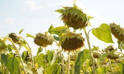 Isparta'da ayçiçeklerinde hasat zamanı yaklaşıyor