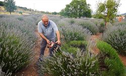 Isparta'da lavanta tarlalarında hasat başladı