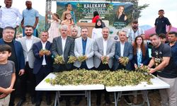 Kahramanmaraş'ta fındık festivali düzenlendi
