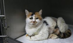 Meme kanserine yakalanan kedi 'Benek' ameliyatla sağlığına kavuştu