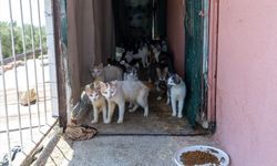 Mersin'de kötü koku yaydığı ihbarı yapılan ikametten yaklaşık 100 kedi çıktı