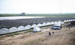 Mühendis kardeşlerin serasında üretilen ahududular Uzak Doğu pazarına ihraç ediliyor