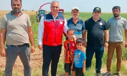 Hatay’da Silajlık Mısır Hasadı Başladı: Verim ve Kalite İncelendi