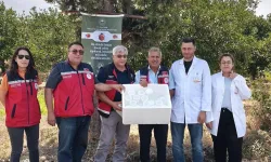 Hatay'da Tarım Arazilerine 57 Bin Faydalı Böcek Bırakıldı!