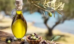 Hataylı Zeytin Üreticisinin Sorunlarına Acil Destek Çağrısı!