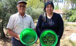 Antalya'da üretilen zeytinde yüksek rekolte bekleniyor