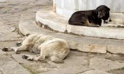 Hatay’daki Barınaklar Mercek Altında: Müfettişler Tek Tek Denetleyecek!