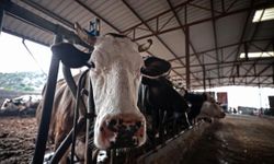 Hayvancılıkla Uğraşanlara Müjde: 52,5 Milyar TL'lik Dev Destek Geliyor!