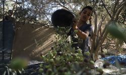 İsrail saldırıları Gazze'de temel besin ve geçim kaynağı zeytin üretimini bitirme noktasına getirdi