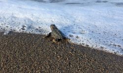 İtalya'da kurtarılan caretta caretta, Muğla sahilinde yumurtladı