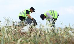 Samandağ Sahili’nde Kum Zambakları ve Kaplumbağalar İçin Temizlik