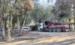 AÇKD: Antakya’nın Asırlık Ağaçları Kesiliyor: "İzin Vermeyeceğiz!"
