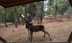 Doğada terk edilen kızıl geyik yavrusu 'Yaşarcan' yaşam parkında ziyaretçilerin ilgisini çekiyor