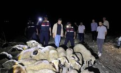Kozan'da kaybolan 45 koyun dron destekli aramayla bulundu