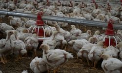 Tavuk eti üretimi ağustosta yıllık bazda yüzde 3,7 arttı