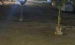 Hatay'da Yapılmayan Yollara Tepki: Muz Ağaçları Dikildi