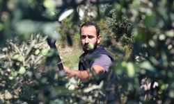 Hatay'da Zeytin Üreticilerine Hasat Desteği: İşte Rakamlar