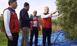 Hatay'ın Zeytin Bahçelerinde Hasat Mesaisi Sürüyor
