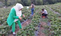 Dörtyol’da Çilek Hasadı Başladı