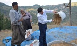 Kaymakam Tarlada Üreticiyle Nohut Harmanı Yaptı