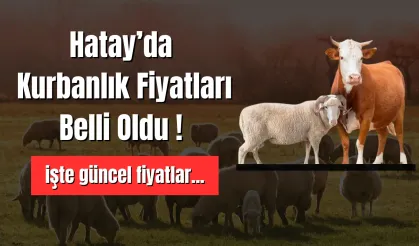Hatay’da Kurbanlık Fiyatları Belli Oldu ! İşte Güncel Fiyatlar...