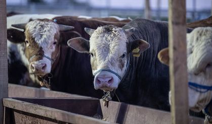 Hayvancılıkta Nakit Ödeme Dönemi Bitti
