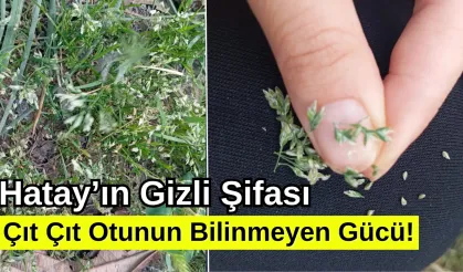 Hatay’ın Gizli Şifası: Çıt Çıt Otunun Bilinmeyen Gücü!