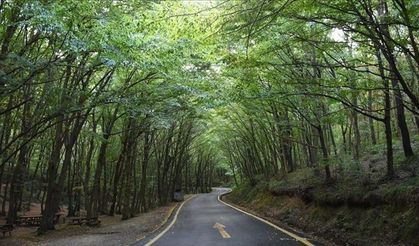 Orman Arazileri İmara Mı Açılıyor? Yeni Teklif Tartışma Yarattı