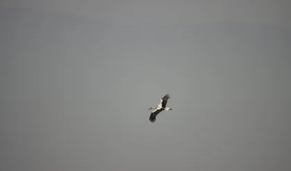 Leylekler Milleyha’da Görüldü: Kış Ortasında Şaşırtan Gözlem