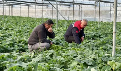 Hatay’da Sera Hibesi Üretimi Arttırdı