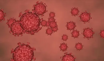 Shamonda Virüsü Alarmı: Belirtileri Neler, İnsanlara Bulaşma Riski Var Mı?