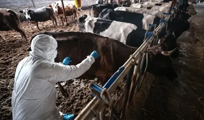 16 Mahalle Şap Karantinasına Alındı!