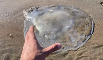 Arsuz Sahilini Deniz Anaları Bastı: Sakın Ellemeyin Uyarısı Geldi!