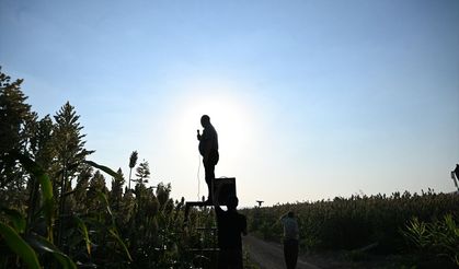 Kahramanmaraş'ta çiftçiler ses sistemleriyle kuş yemi nöbetinde